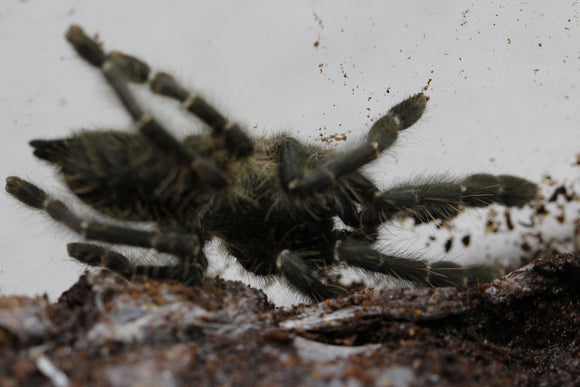 TARANTULA C. HATI HATI 3-4 CM