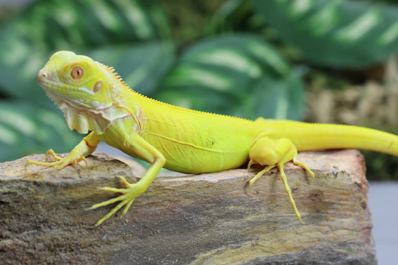 IGUANA ALBINA CRIA