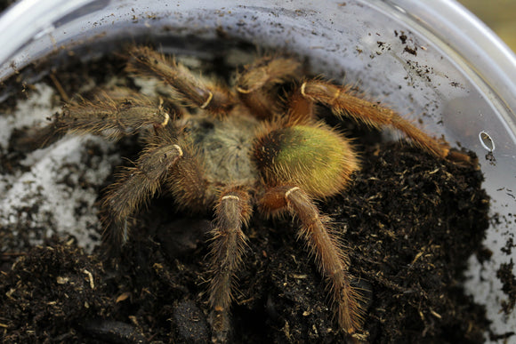 TARANTULA ESMERALDA ESQUELETO (E. UATUMAN)