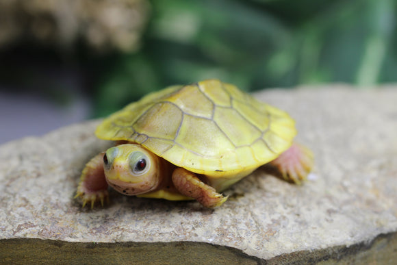 TORTUGA DE OREJAS ROJAS CARAMEL ALBINO ( CRIA )