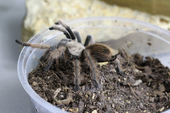 TARANTULA RUBIA DE ARIZONA (APHONOPELMA CHALCODES )10 CM