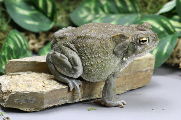 SAPO DEL RIO COLORADO ( BUFO ALVARIUS) GRANDES