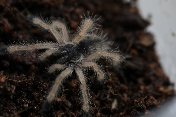 TARANTULA AVICULARIA JURUENSIS ( PERU PURPLE)  SLING 2 CM