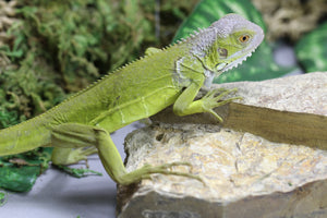 IGUANA LIME TRANSLUCENT ( ZERO GREEN )