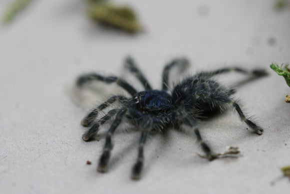 TARANTULA  C. VERSICOLOR SLING 1-2 CM