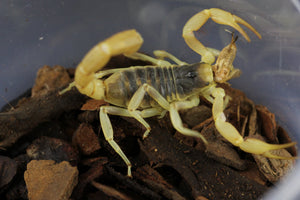 ESCORPION DE ARIZONA ( HADRURUS ARIZONENSIS)