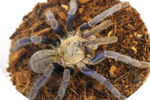 TARANTULA AZUL COBALTO