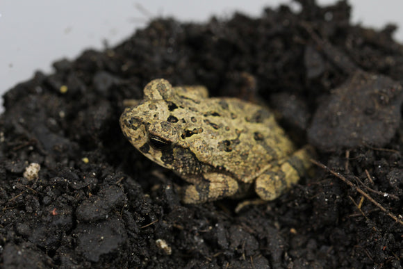 SAPO DE LA CAÑA CRIA ( BUFO MARINUS)